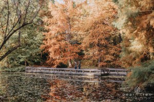 VanDusen Botanical Garden - Fall Engagement